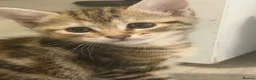 British Shorthair cats for sale: Kittens for Sale  in Luton - Advert 4