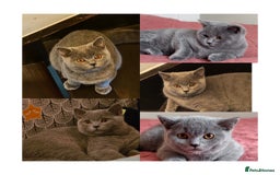 Scottish Fold cats for sale: Last British Shorthair kitten - Advert 12