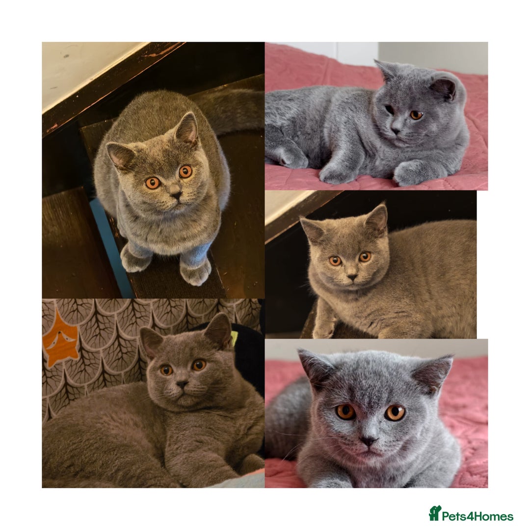 Scottish Fold cats for sale: Last British Shorthair kitten - Advert 12