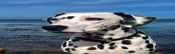 Dalmatian dogs for sale: Female deaf Dalmatian  in Southsea - Advert 13