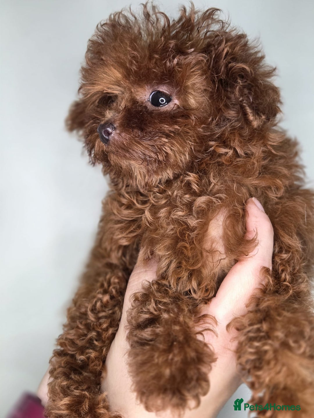 Toy Poodle dogs for sale: Full Asian girl - Advert 14