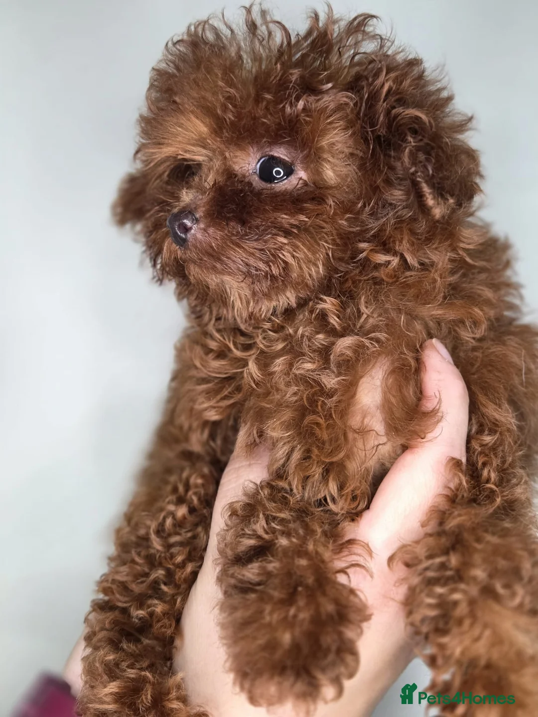 Toy Poodle dogs for sale: Full Asian girl - Advert 17