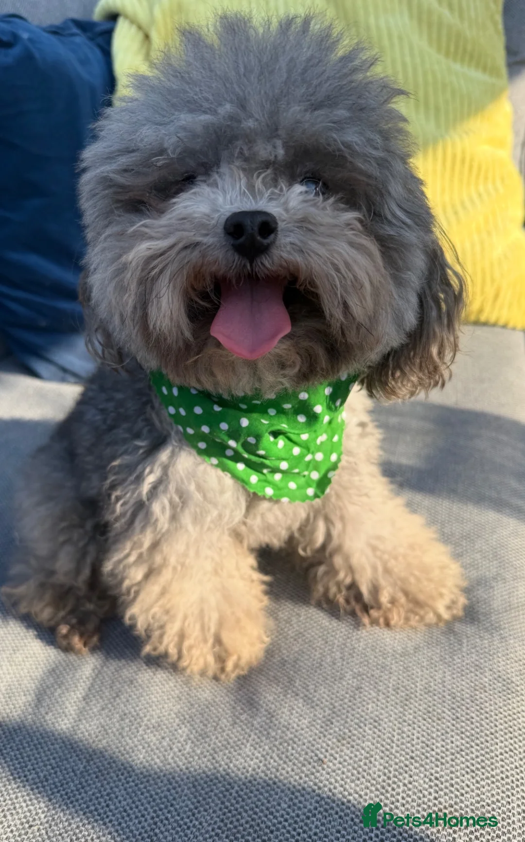 Toy Poodle dogs for stud: AMAZING Health tested KOREAN TOY POODLE  - Advert 2