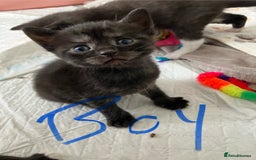 Russian Blue cats for sale: Beautiful Russian blue x kittens  - Image 4