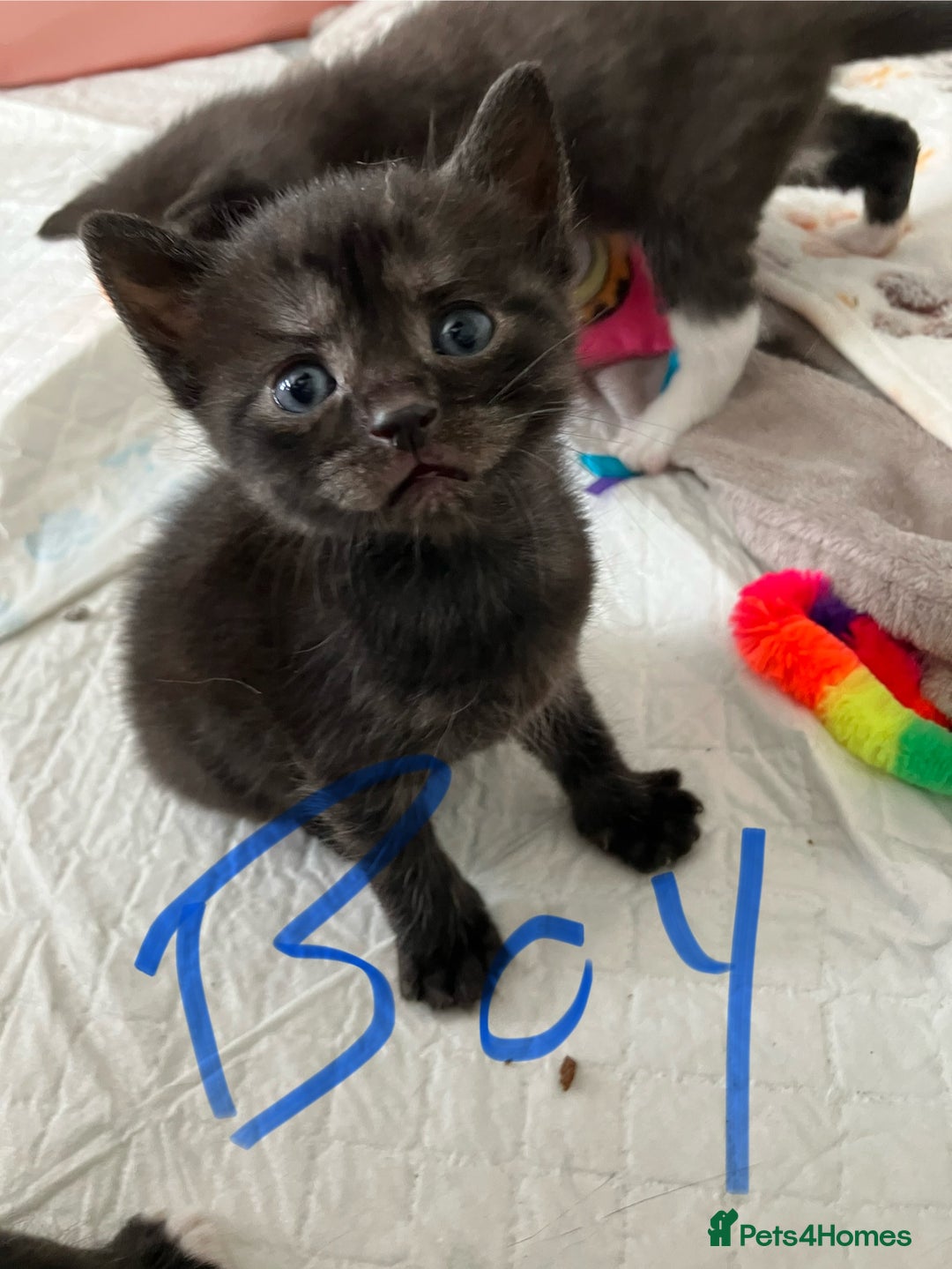 Russian Blue cats for sale: Beautiful Russian blue x kittens  - Image 4