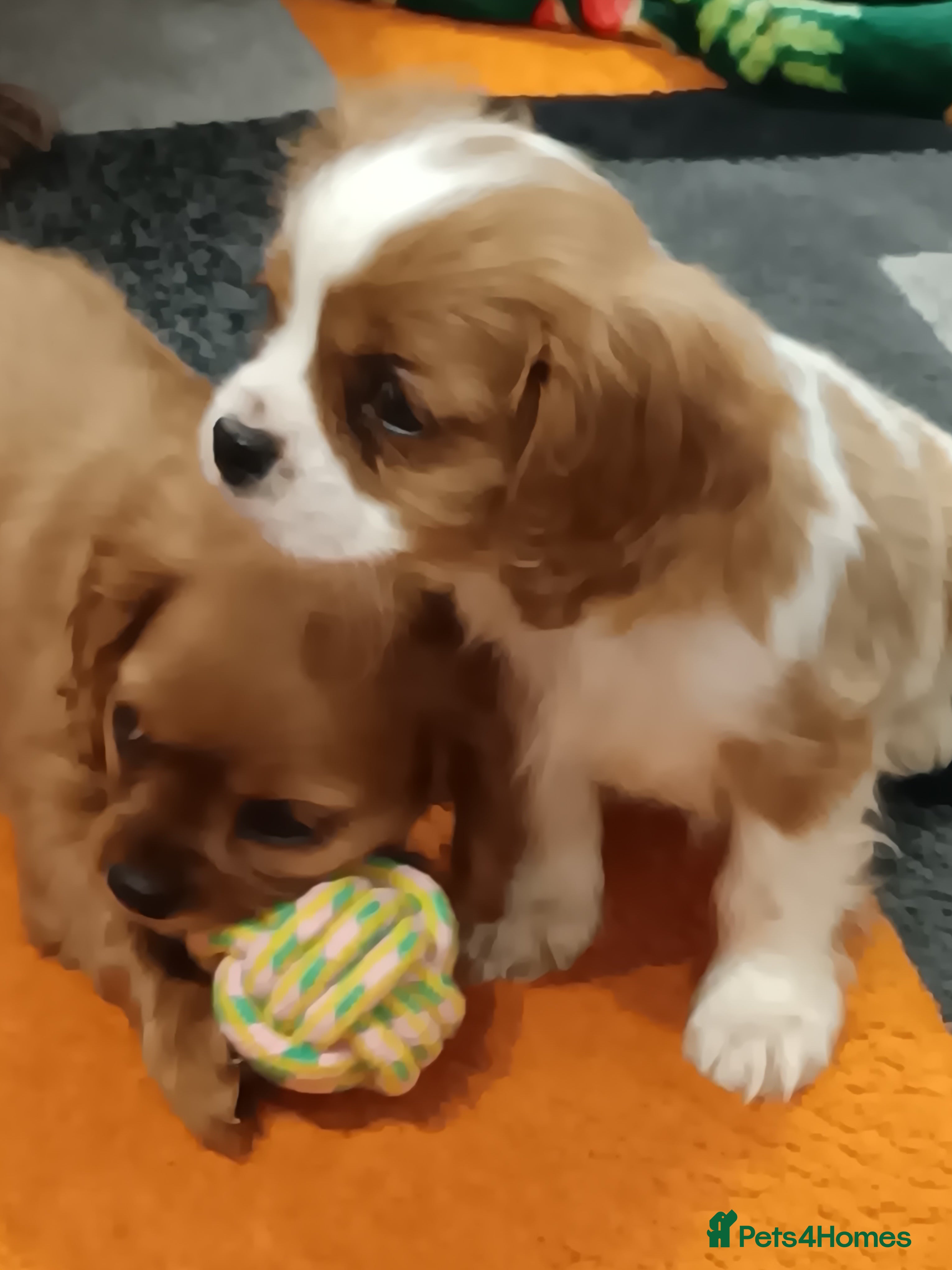 Cavalier King Charles Spaniel dogs 2 Girl Cavalier King Charles Spaniels. - Advert 3