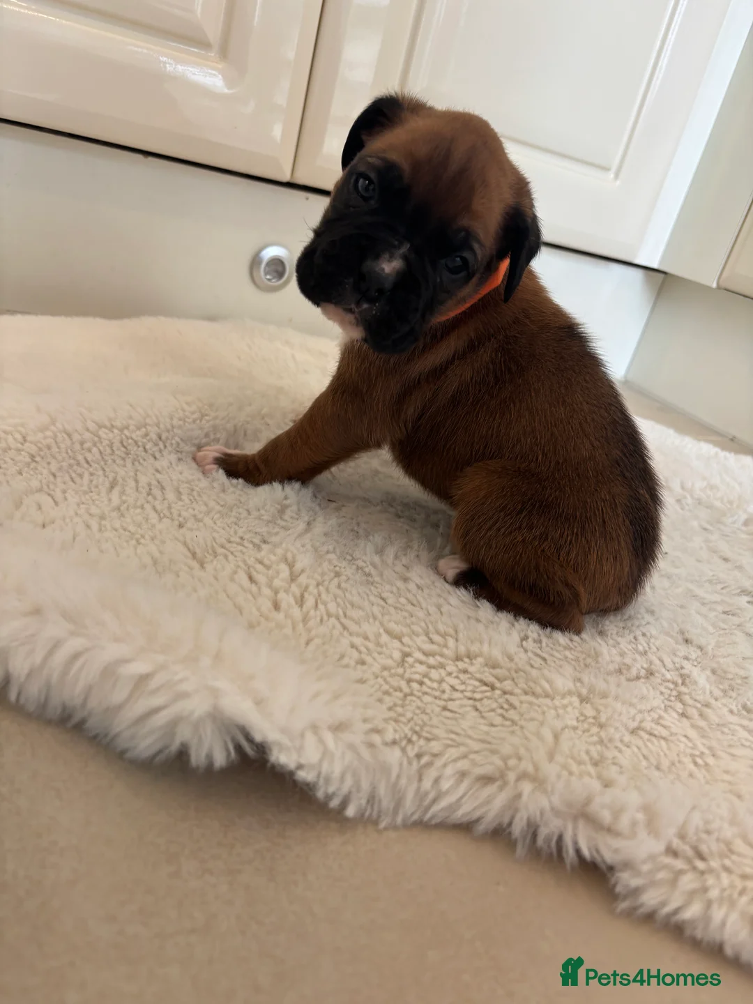 Boxer dogs for sale: Boxer puppies - Advert 5