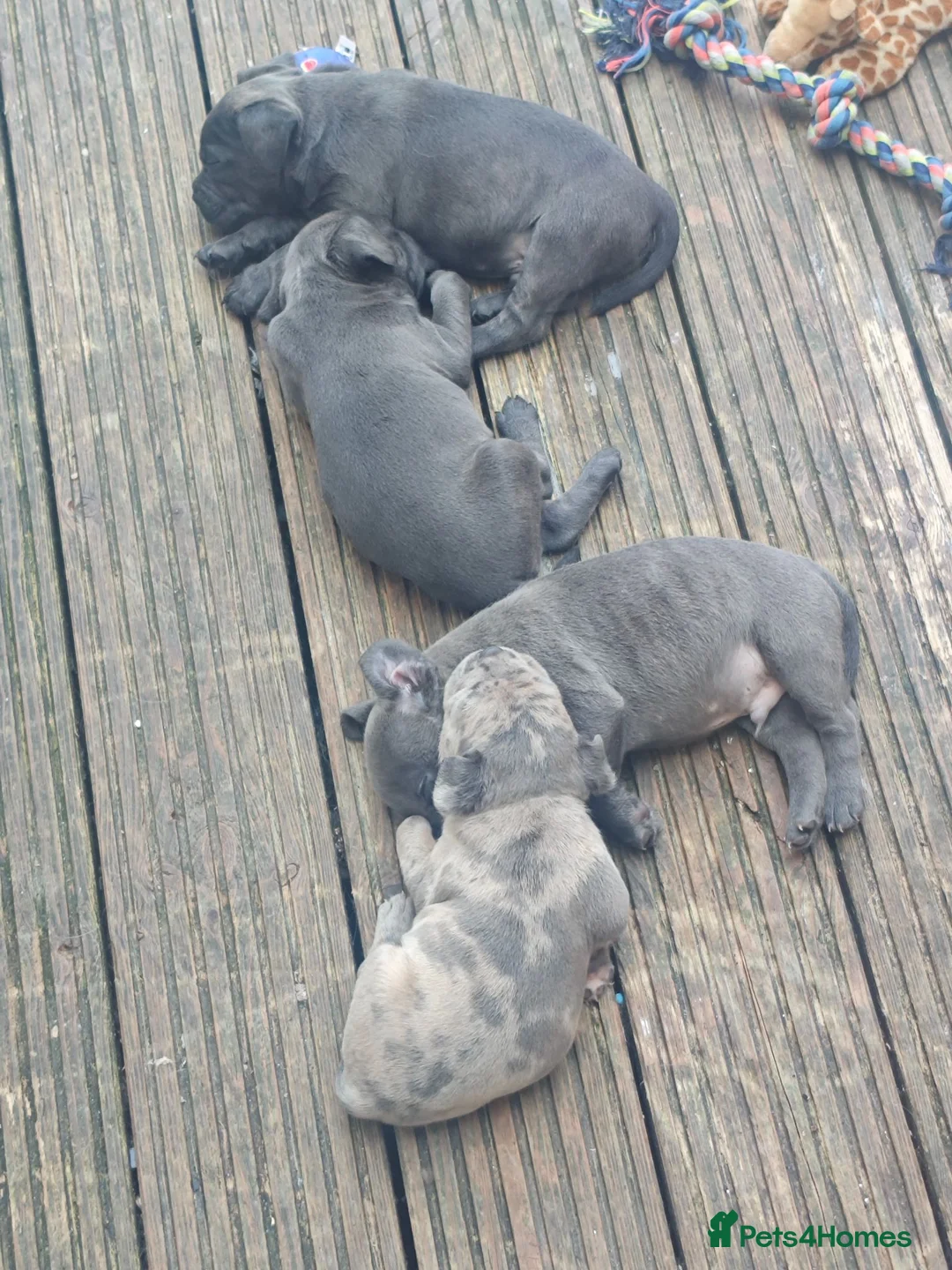 Mixed Breed dogs for sale: Frenchie X staff  - Advert 2