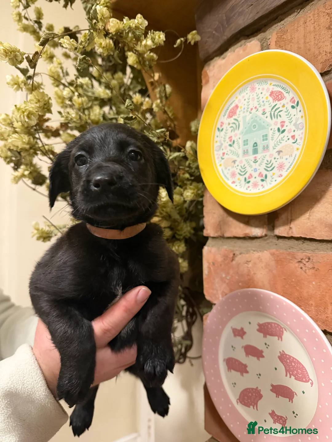 Mixed Breed dogs for sale: Belgian mal/working cocker spaniel  - Advert 17