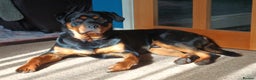 Mixed Breed dogs for sale: Rottweiler - Advert 3