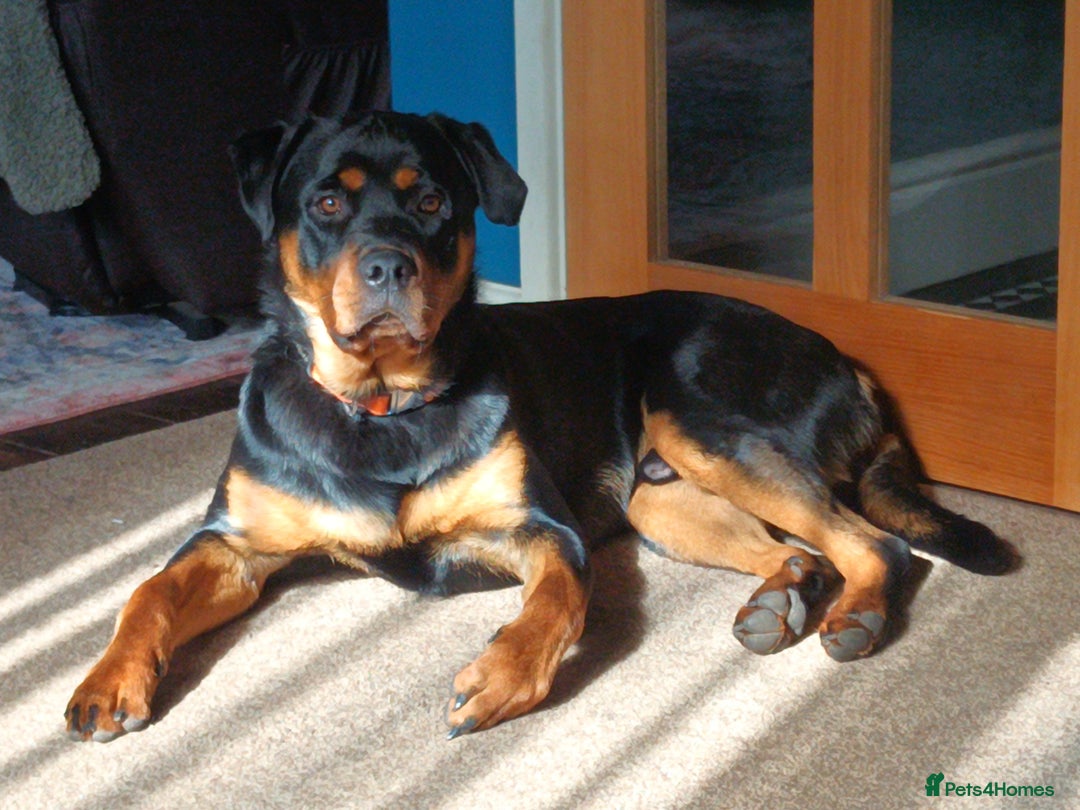 Mixed Breed dogs for sale: Rottweiler - Advert 3