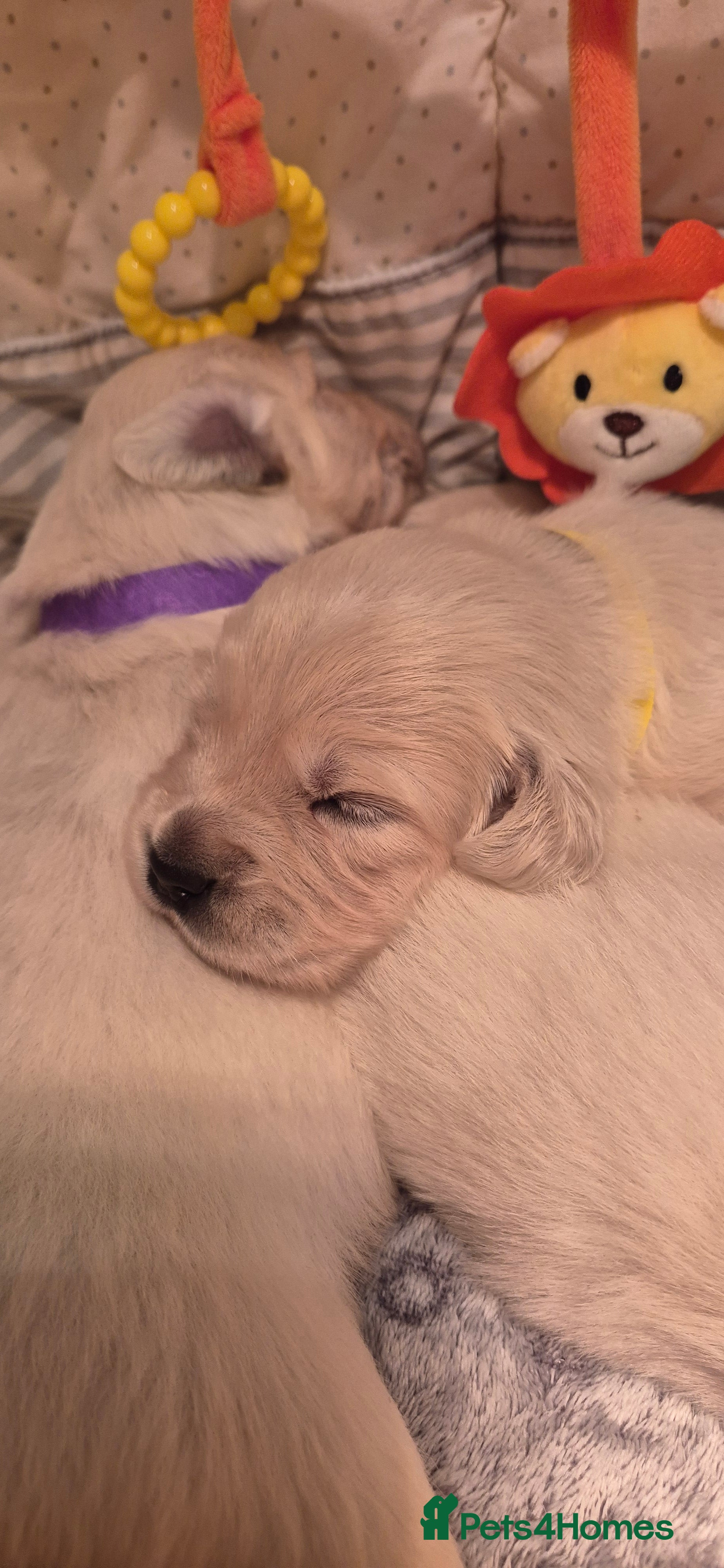 Golden Retriever dogs  HEALTH TESTED PARENTS KC Golden Retriever puppies - Advert 9