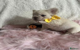 French Bulldog dogs for sale: Platinum fluffy French bulldogs - Image 2