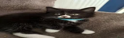 Mixed Breed cats for sale: 8 tabby/black kittens available  - Advert 20