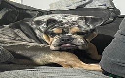 English Bulldog dogs for sale: Merle Bulldog - Image 9