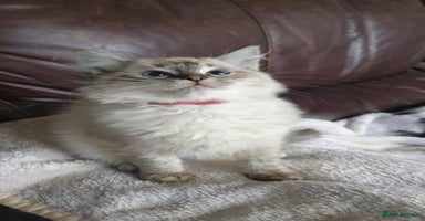 Ragdoll cats - Advert 11
