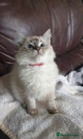 Ragdoll cats - Advert 6