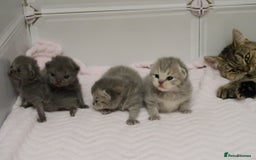 British Shorthair cats for sale: Solid Blue & Blue Golden Spotted Tabby Kittens - Image 15