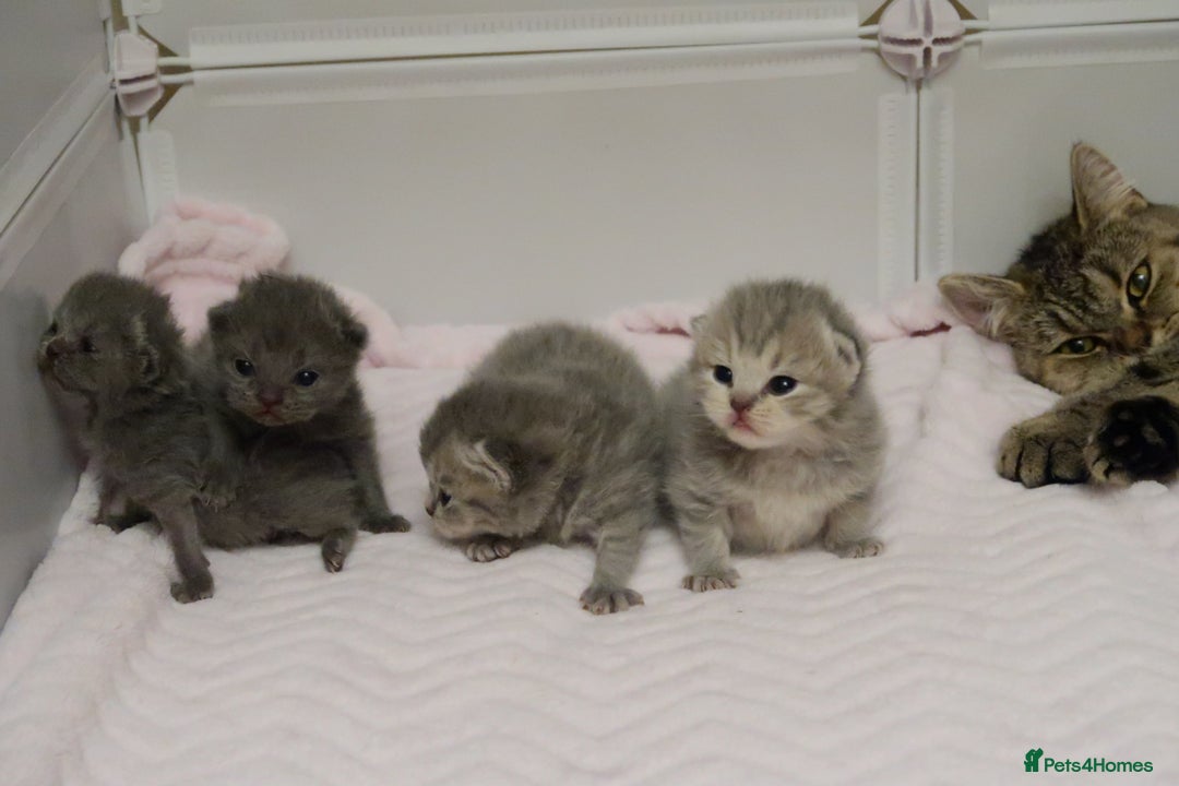 British Shorthair cats for sale: Solid Blue & Blue Golden Spotted Tabby Kittens - Image 15