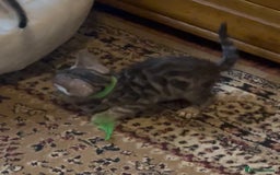 Bengal cats for sale: 💎💎💎 Luxury Bengal Kittens Available  - Image 34