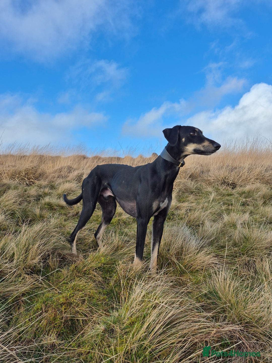 Lurcher dogs for sale: Beautiful litter of Lurcher pups - Advert 3
