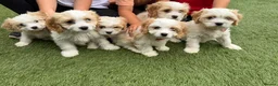 Cavachon dogs for sale: F1 CAVACHON PUPPIES!! - Advert 4