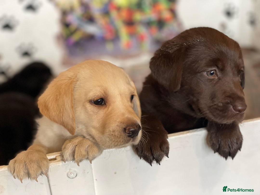 Labrador Retriever dogs for sale: Fabulous KC registered labradors - Image 3