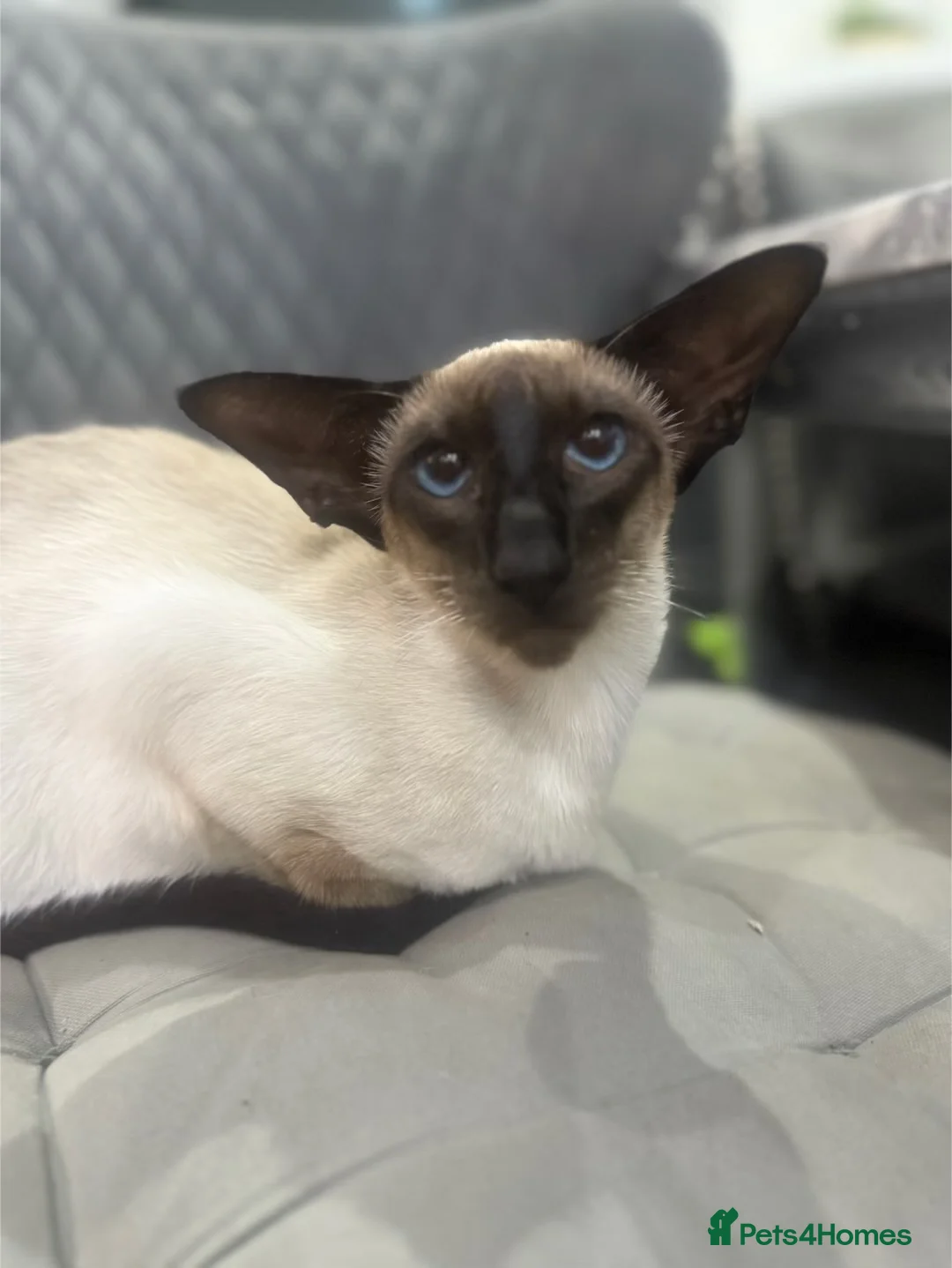 Siamese cats for sale: Stunning chocolate point Gccf registered girl  - Advert 2