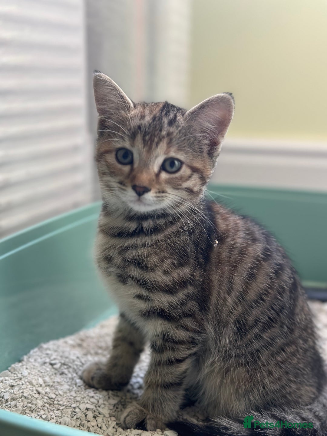 Bengal cats for sale: Part Bengal beautiful kittens in Bury Saint Edmunds - Image 5