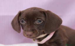 Dachshund dogs for sale: Miniature dachshund  - Image 13