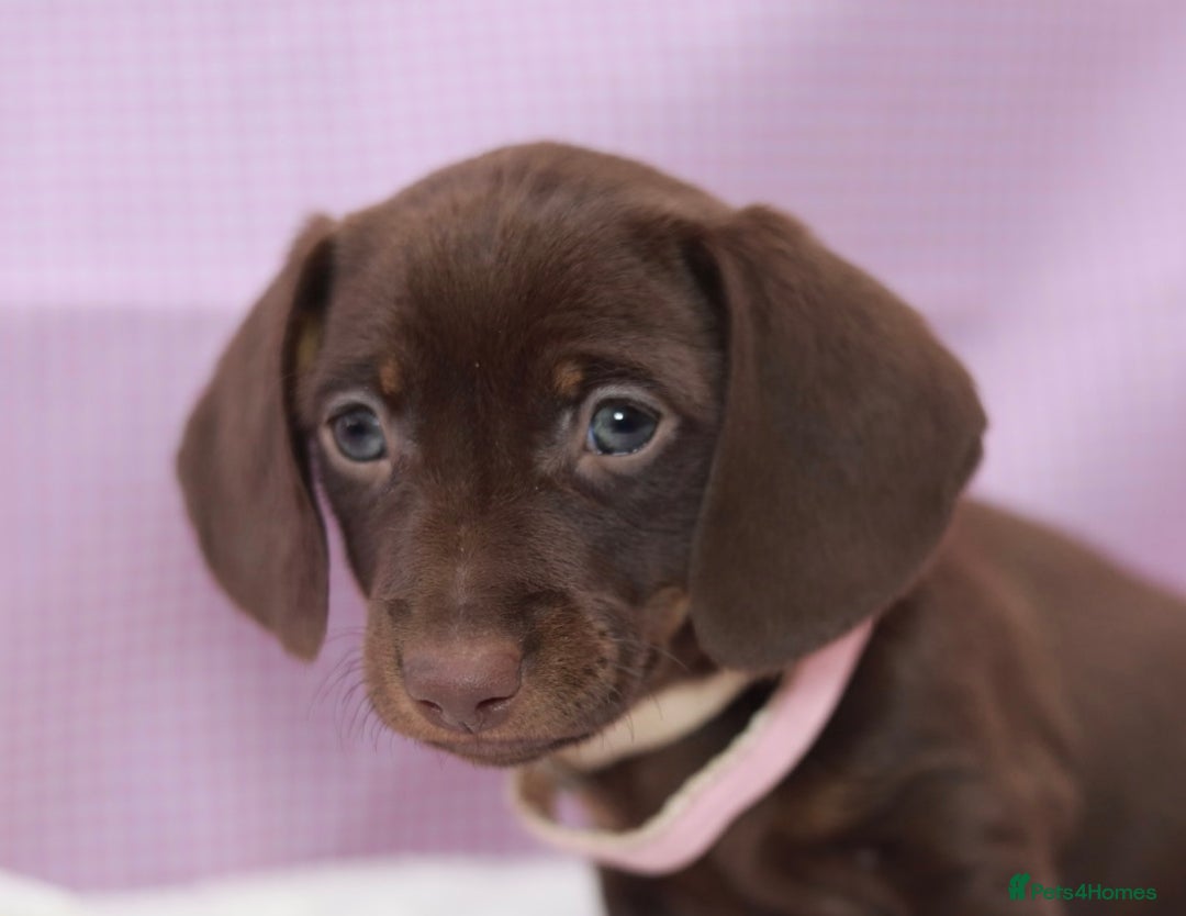 Dachshund dogs for sale: Miniature dachshund  - Image 13