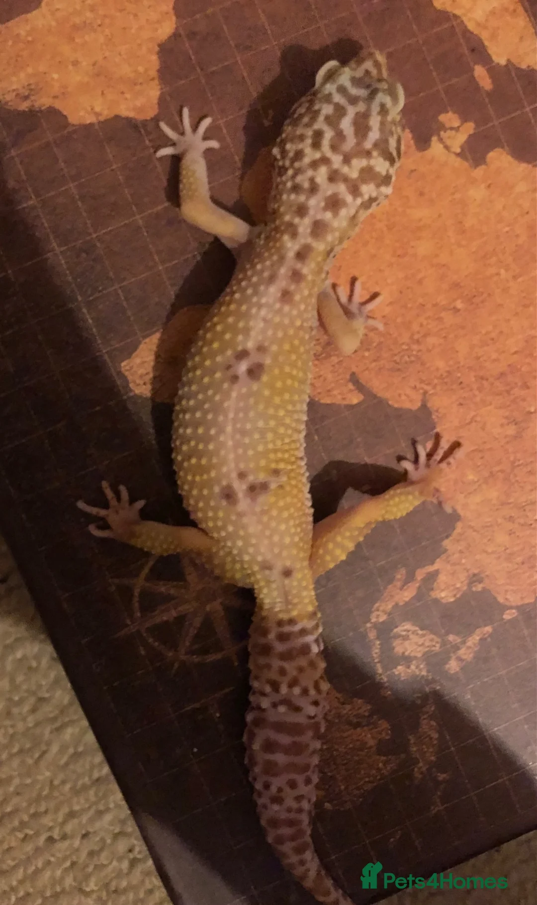 Leopard Gecko reptiles for sale: Leopard Gecko female  in Northwich - Advert 2