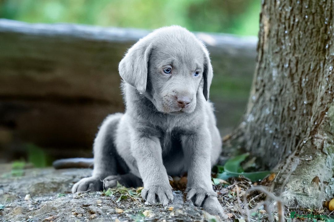 Labrador Retriever dogs for sale: Stunning litter  - Image 10