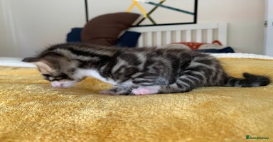 Bengal cats - Advert 3