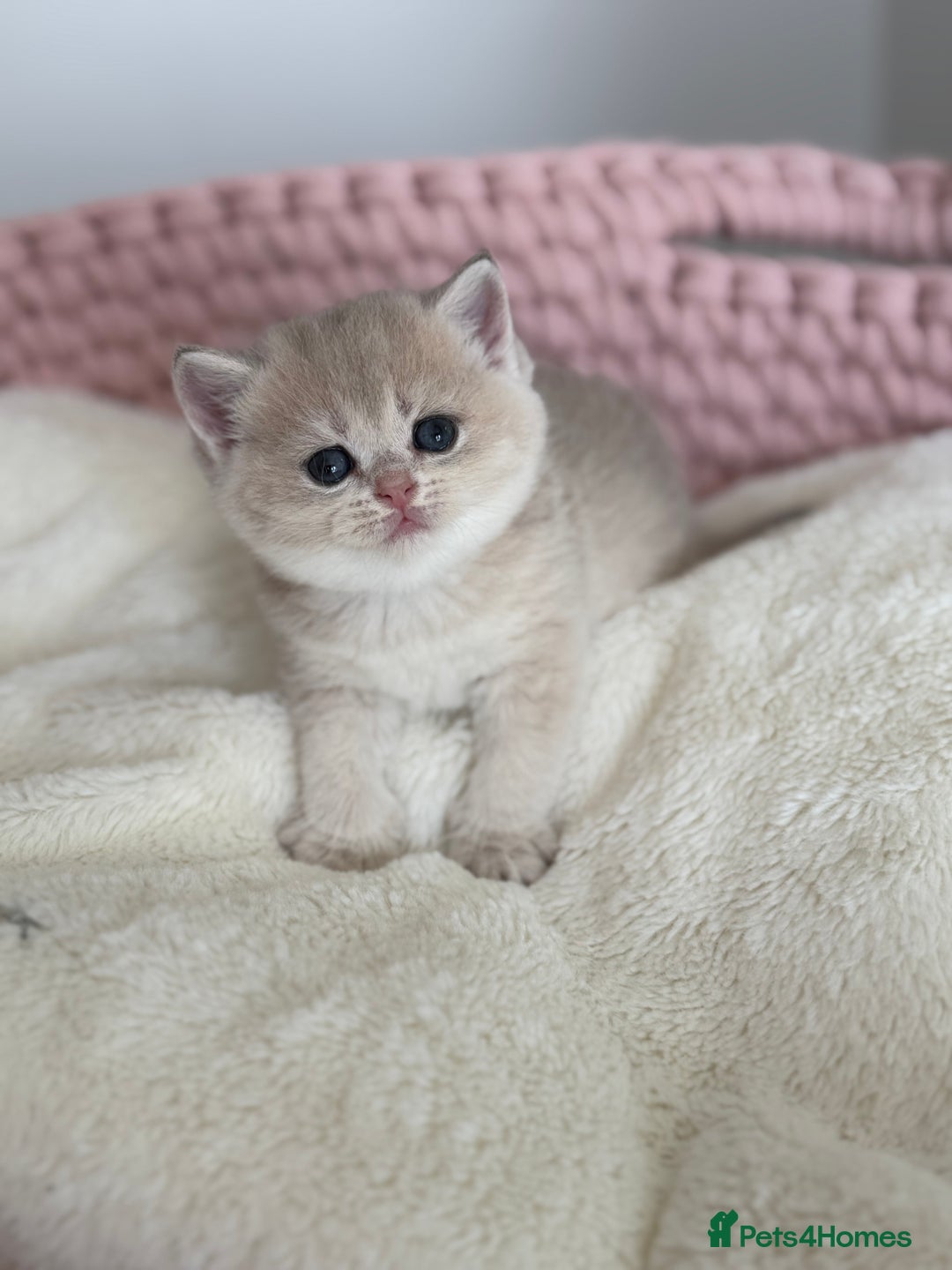 British Shorthair cats for sale: Golden Blue British Shorthair kittens  - Advert 20