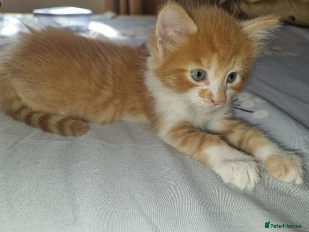 Mixed Breed cats for sale: 5 sweet and cute mixed breed n british short hair  - Image 1