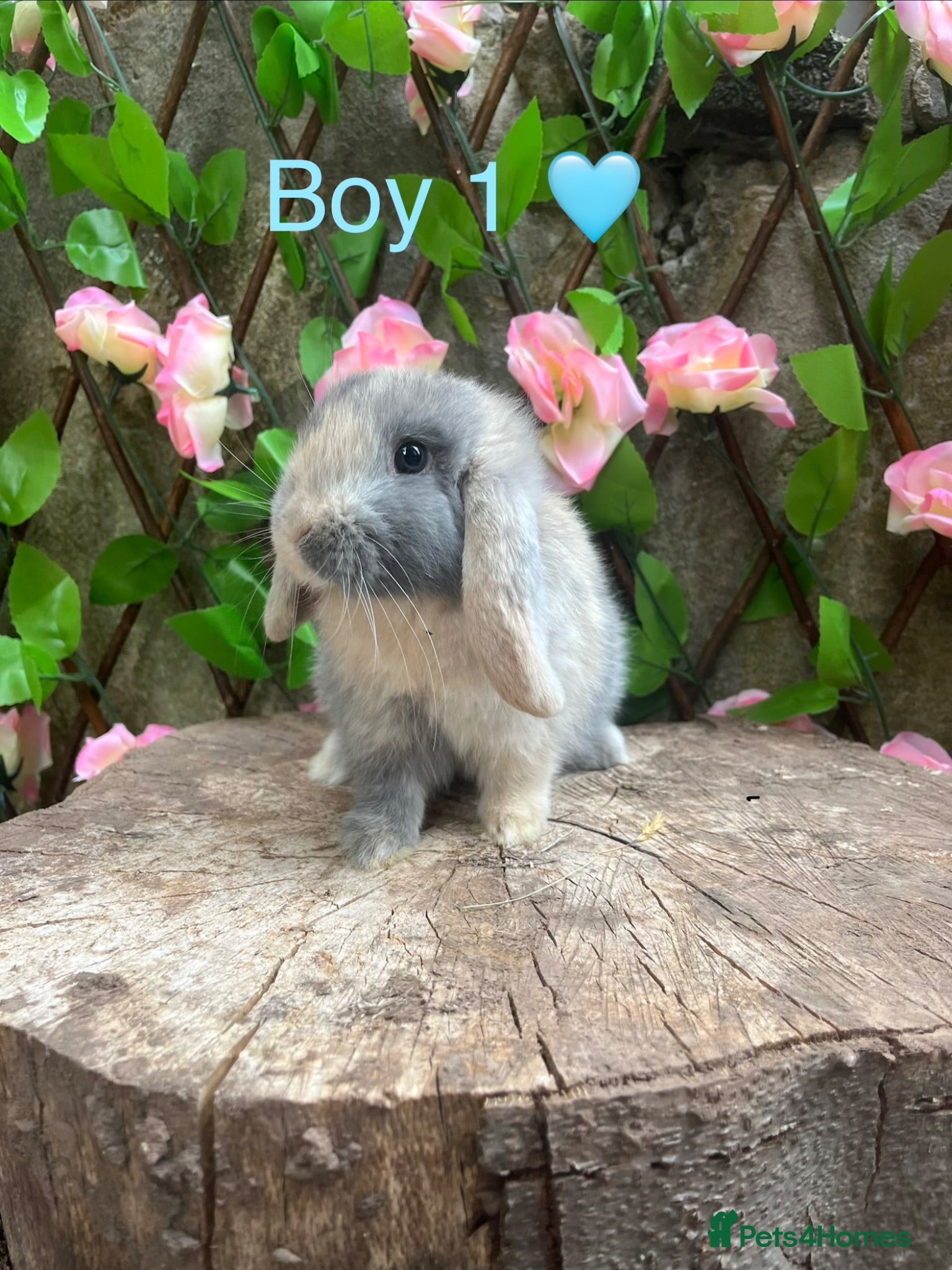 Mini Lop rabbits Mini lop bunnies for sale - Advert 5