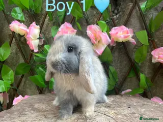 Mini Lop rabbits Mini lop bunnies for sale - Advert 5