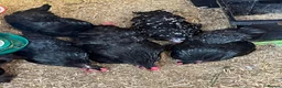 Chickens poultry for sale: Lovely black Pekin hens for sale  - Advert 2