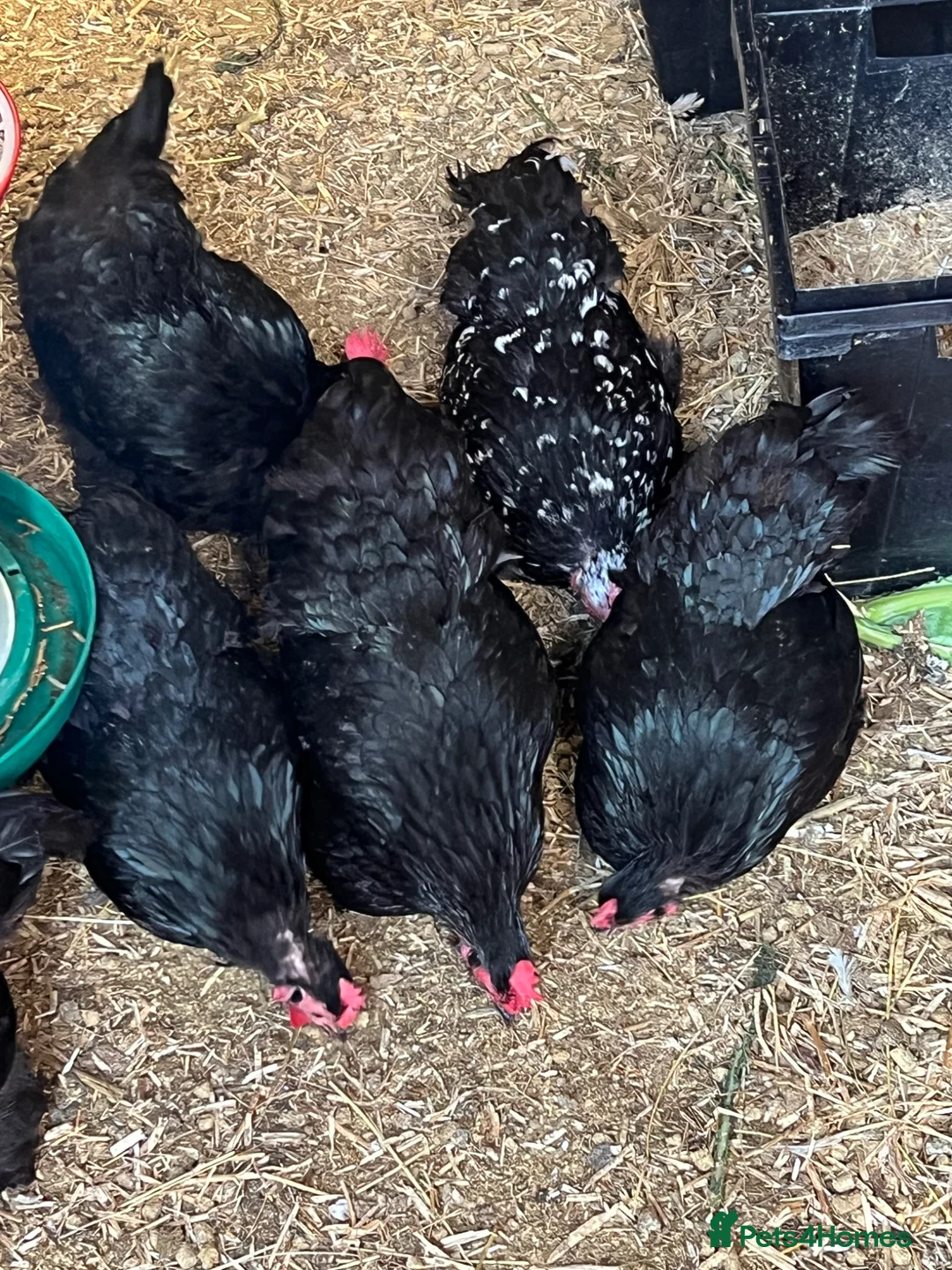 Chickens poultry for sale: Lovely black Pekin hens for sale  - Advert 2