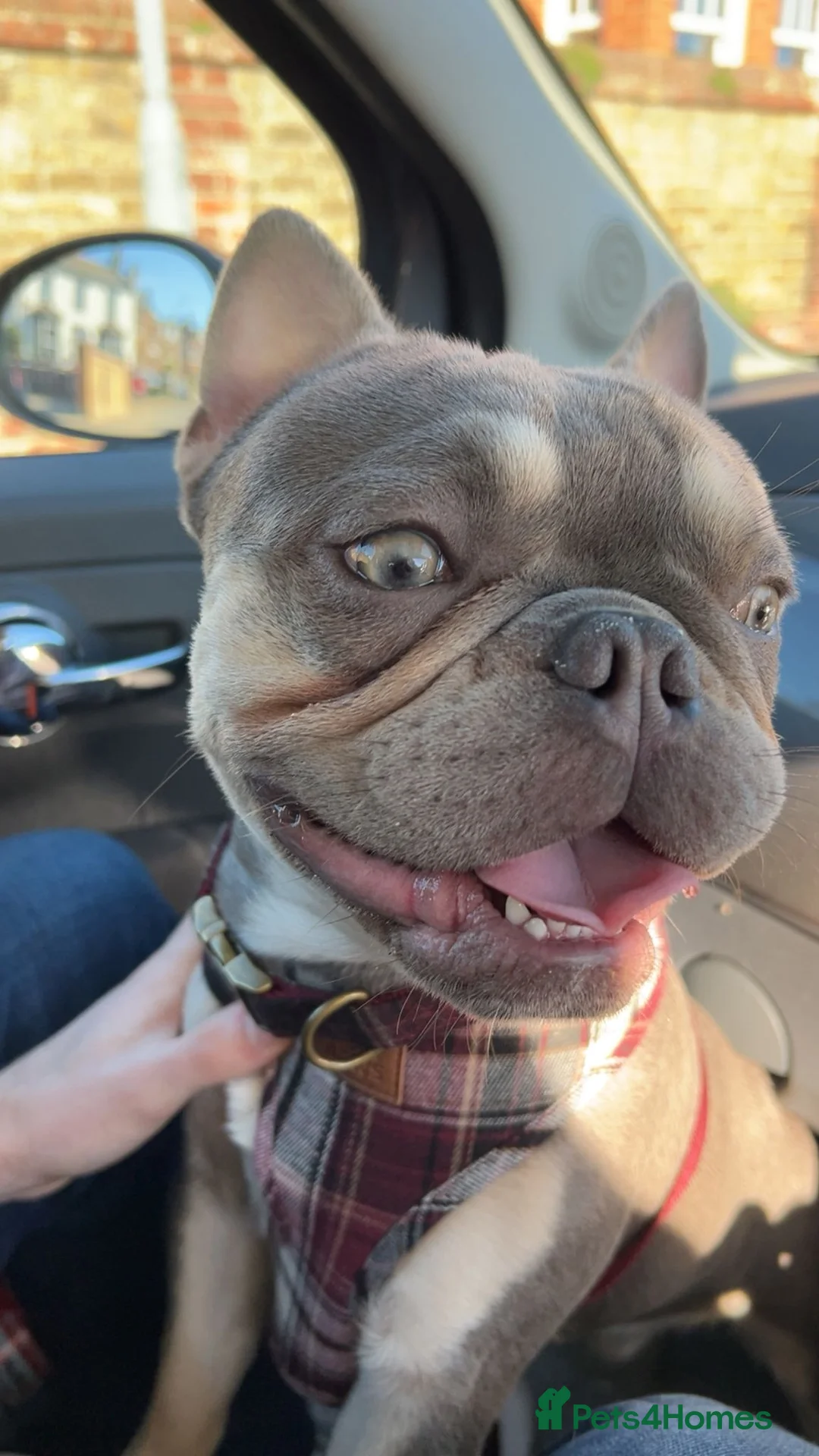 French Bulldog dogs for sale: KC registered French bulldog male puppy in Margate - Advert 2