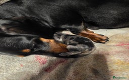 Miniature Dachshund dogs for sale: Miniature Dachshunds  - Image 3