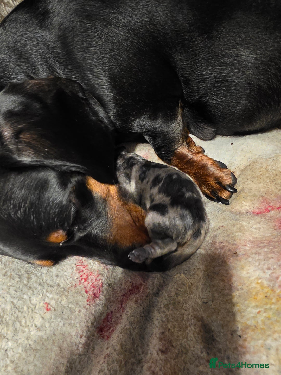 Miniature Dachshund dogs for sale: Miniature Dachshunds  - Image 3