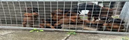 Bavarian Mountain Hound dogs for sale: Bavarian mountain hound pups in Londonderry - Advert 3