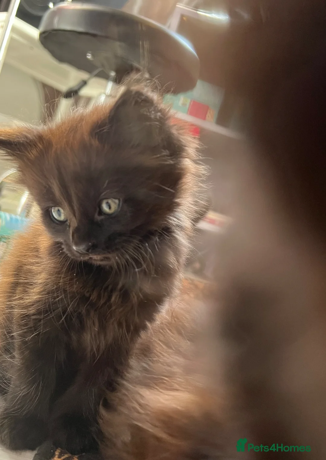 Mixed Breed cats for sale: £60 each - Advert 1