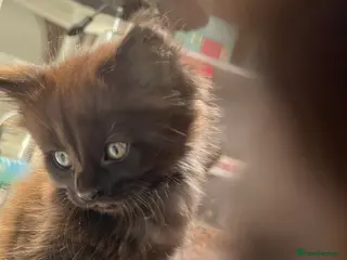 Mixed Breed cats £60 each - Advert 2