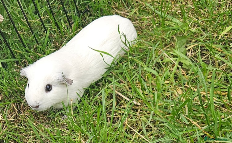 Guinea Pig rodents - Advert 14