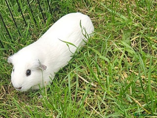 Guinea Pig rodents - Advert 3