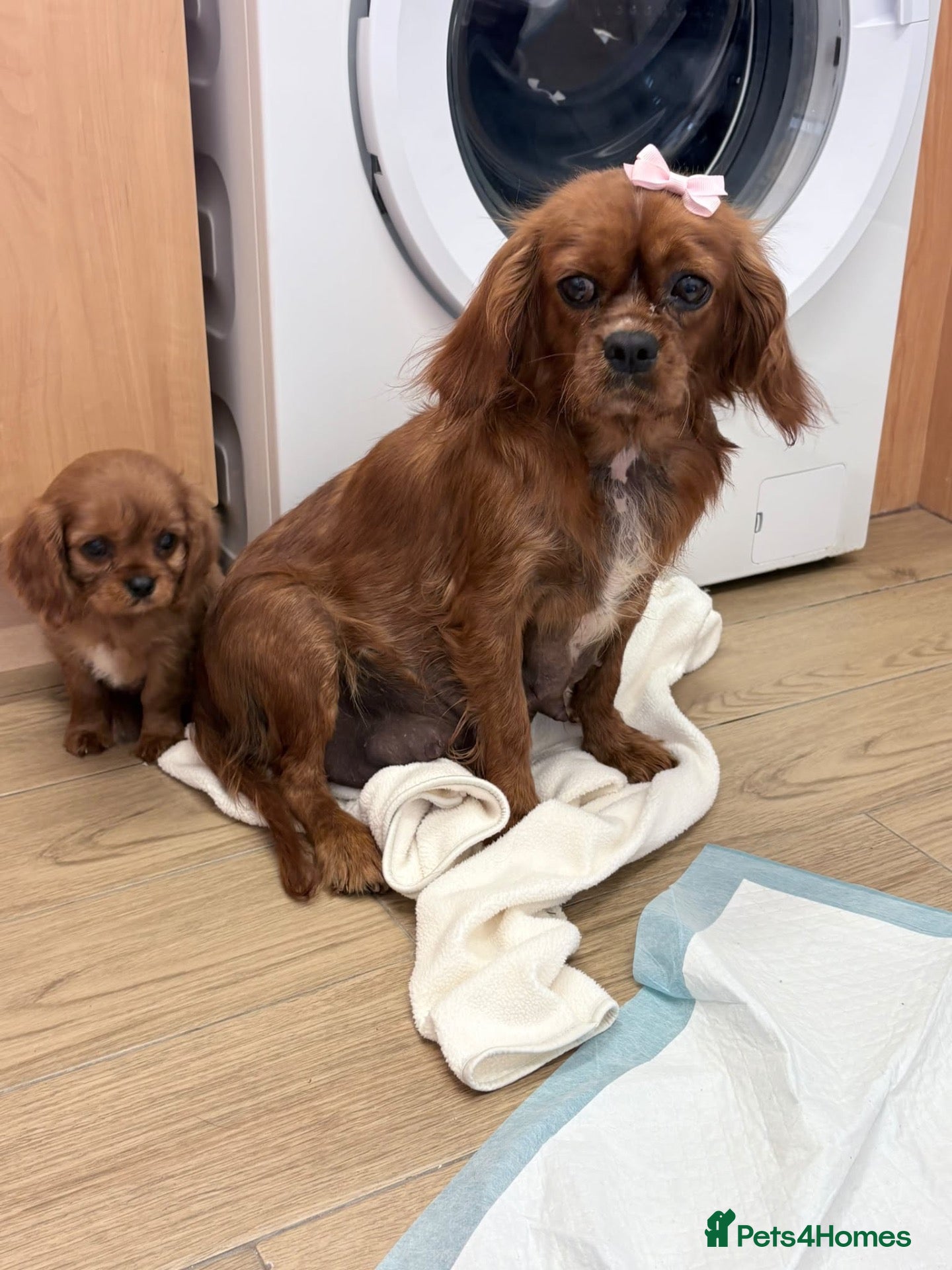 Cavalier King Charles Spaniel dogs Kc Cavalier King Charles . - Advert 3