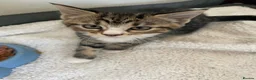 Mixed Breed cats for sale: Long and short haired tabby kittens  in Camborne - Advert 6
